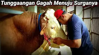 Akhir Penantian Yg Di Dambakan Rembo,Senopati Dan Linduaji