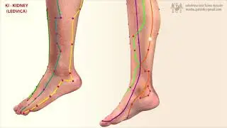 Меридиан на бъбреците  - КИТАЙСКАТА ТРАДИЦИОННА МЕДИЦИНА