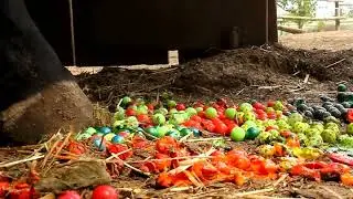 Horses Stepping on Paintballs
