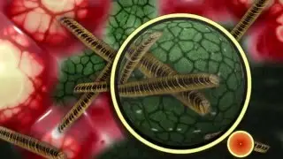 What’s Your Gut Microbiome Enterotype