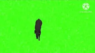 Cow walking green screen