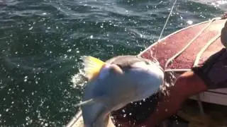 baldachin groper at Abrolhos islands Western Australia