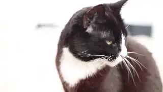 Canon 6D Video Test
