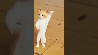 KUCING JOGET LAGU MAPOPOPO TIKTOK LUCU  