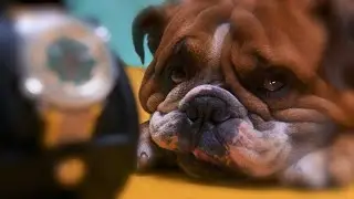 BB-01 Automatic Cure the BullDog