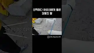 순종견이든 믹스견이든 그게 무슨 상관일까요, 내 가족이라는게 중요한거죠 / 진돗개 진주, 밀크 #백구 #강아지 #반려견 #가족