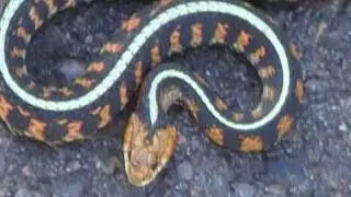 Lime green snake
