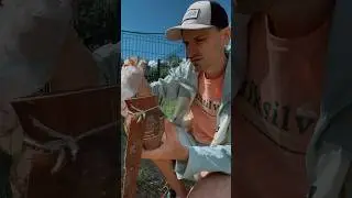Раскопки / Нашел кожу коровы, кувшин и монеты