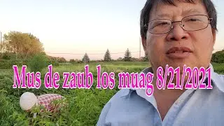 Mus de zaub los muag 8 21 2021