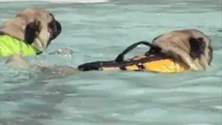 CR Bever Park K9 Splash 2009