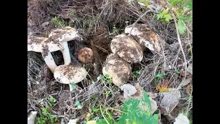 бум РЯДОВКИ ТОПОЛЕВОЙ/ просто невероятно много