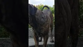 Fila Brasileiro - 