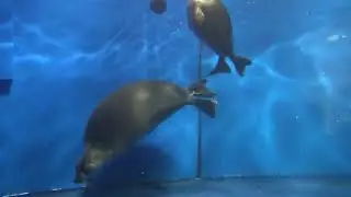 Музей Байкала в Листвянке 1
