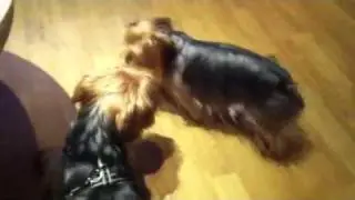 Yorkshire Terrier : Wappyk find a girl