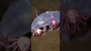 The Adorable Sea Pigs of the Deep 