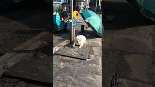🐶 Cane panzone (PARTE 6)