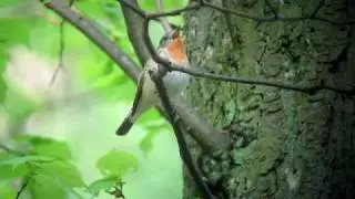 Red-breasted Flycatcher (Ficedula parva) in Bialowieza, Palace Park, 2010