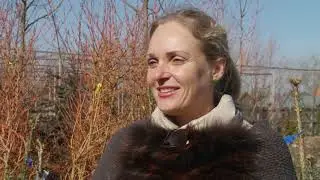 Пихта. Для какого климата и сада подходит?