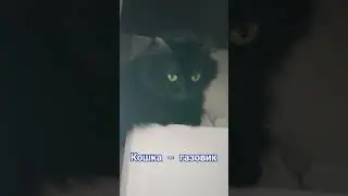 Кошка Глаша - газовик.