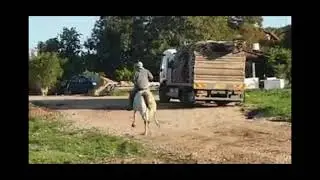Лошади и Бешаная рысь Виноходцы 👍👑👑👑))