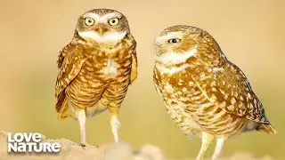 This Burrowing Owl is Looking for Love | Wild California 103