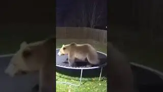 Grandma  bear  playing in the backyard #bodycam #dashcam #funny #ai #cop #sora2 #grandma #bear