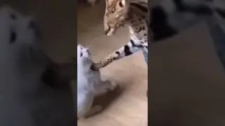 amazing cat  god speak