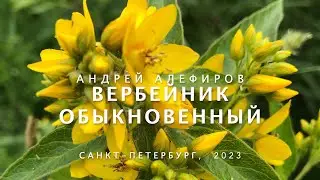 Вербейник обыкновенный. Алефиров А.Н.