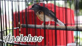 Trotol murai batu 2,5 bulan gacor & mental kuat , bagus untuk pancingan murai trotol belajar bunyi