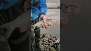 Рыбец на фидер 🐟