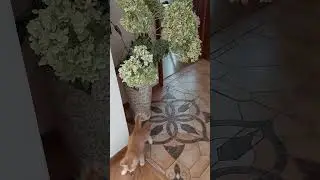 #рыжий