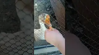 Гусь морковный
