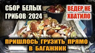 БЕЛЫЕ ГРИБЫ (сезон 2024)  ВЕДЕР НЕ ХВАТАЕТ, ВЫВОЖУ БАГАЖНИКАМИ - это не спроста! Что-то будет!