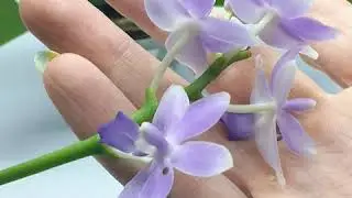 Сравниваем фаленопсисы Сапфир и Blue Star