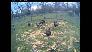 Turkeys at Terry's Trap