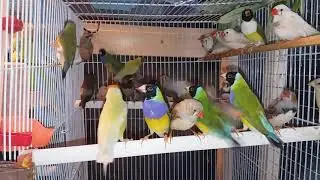 Мои амадины зебровые, японские, Гульда