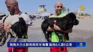 狗狗大力士駐防西班牙海灘 能拖6人游5公里