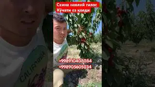 Скина гилос ўзни ўзи чанглатади калибр 28 бўлади кўчати сотувда 