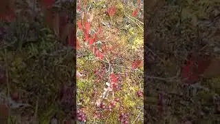 Брусника в Новгородской обл. Хотцы.