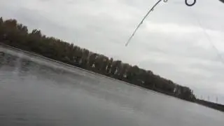 Сом осенью на Днепре, на силикон Ballist