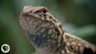 These Lizards Have Been Playing Rock-Paper-Scissors for 15 Million Years  | Deep Look