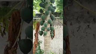 #shorts #youtubeshorts #viral #trending #papayatree #gardening