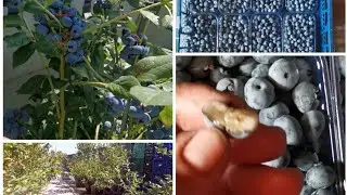 ☑️Не Пропустите !Закладываем отличный урожай ГОЛУБИКИ на следующий год ❗