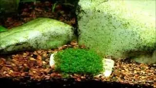 Planted Fishtank Tips:Planting Dwarf Baby Tears(H.C.)