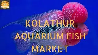 Kolathur - கொளத்தூர் Aquarium fish market | Flowerhorn fish Buying Vlog | Tamil | Ornamental fish