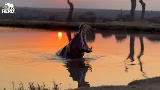 Quiet Sunset with a Hippo and the Elephant Herd 🦛🐘