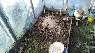 Гранат,киви,инжир. Укрытие на зиму