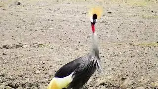 Grey crowned Cranes on nest 2