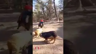 прикол.гонки на свинье