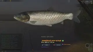 Fisher Online: Франция, амур белый